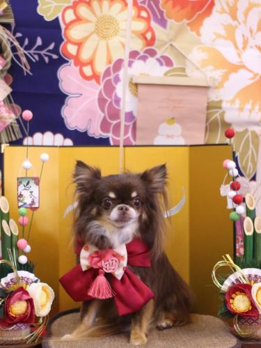 20240116チロルくん